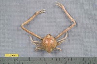 藏品(遁行長臂蟹)的圖片